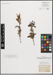 Foto von Salix appendiculata Vill. x Salix purpurea L.